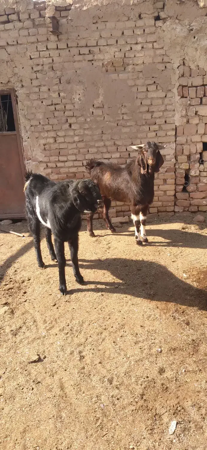 دو عدد کَل افغان مناسب برای داشت|حیوانات مزرعه|آران و بیدگل, |دیوار