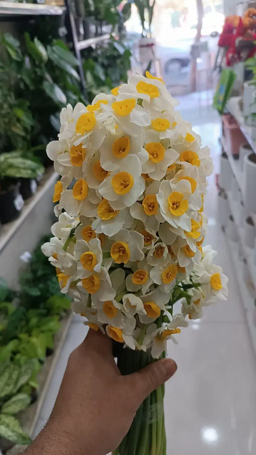 گل نرگس معطر|گل و گیاه طبیعی|اصفهان, درب سیبه علیا|دیوار