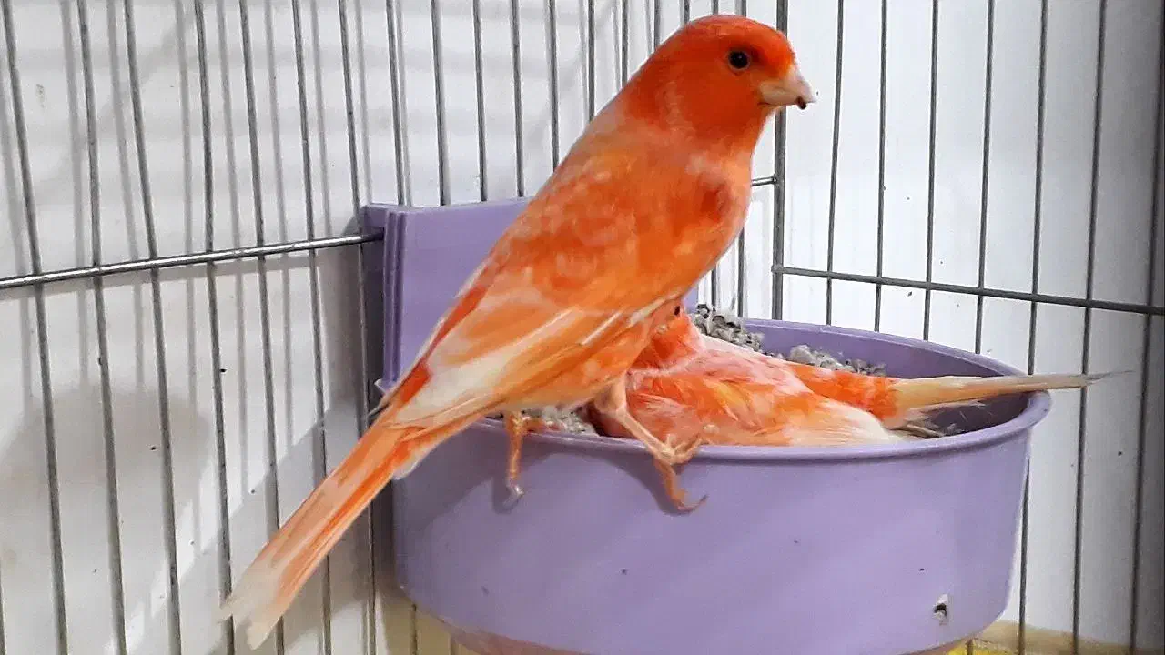 قناری|پرنده|شوشتر, |دیوار