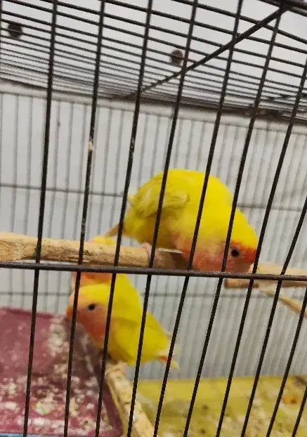 طوطی برزیلی دستی|پرنده|سوسنگرد, |دیوار