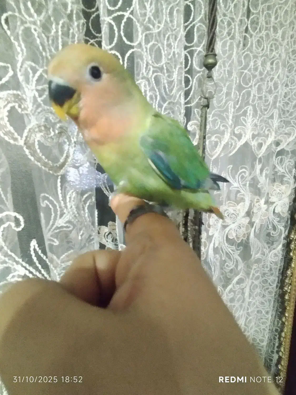 طوطی برزیلی هلویی یک ماه سالم فول دستی دمچند رنگ|پرنده|اهواز, آریاشهر|دیوار