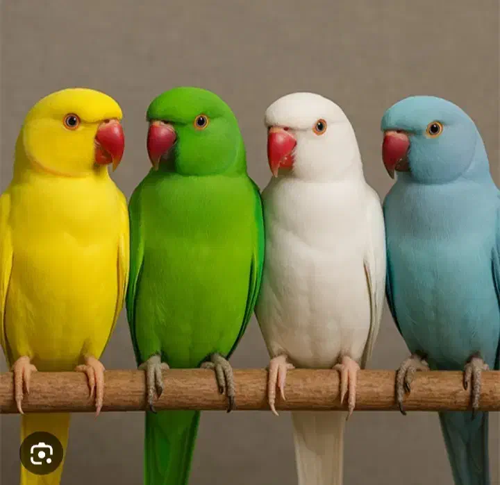 گرینچیک گیرینچیک ملنگو  گالارز|پرنده|تهران, دردشت|دیوار