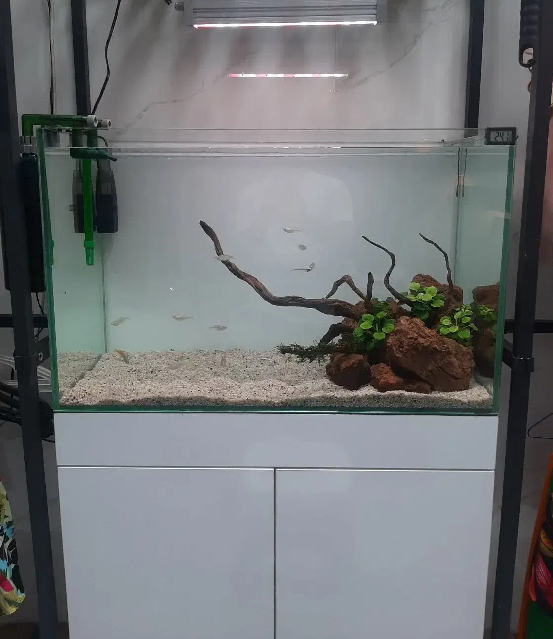 آکواریوم ریملس ۱۰ میل در حد نو|ماهی|شهریار, شهرک بهاران (ویره)|دیوار