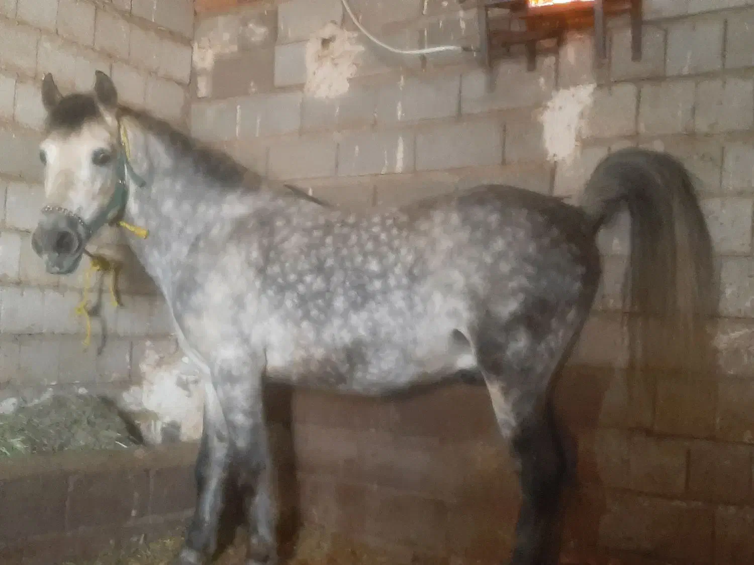 نریان|اسب و تجهیزات اسب‌سواری|کشاورز, |دیوار