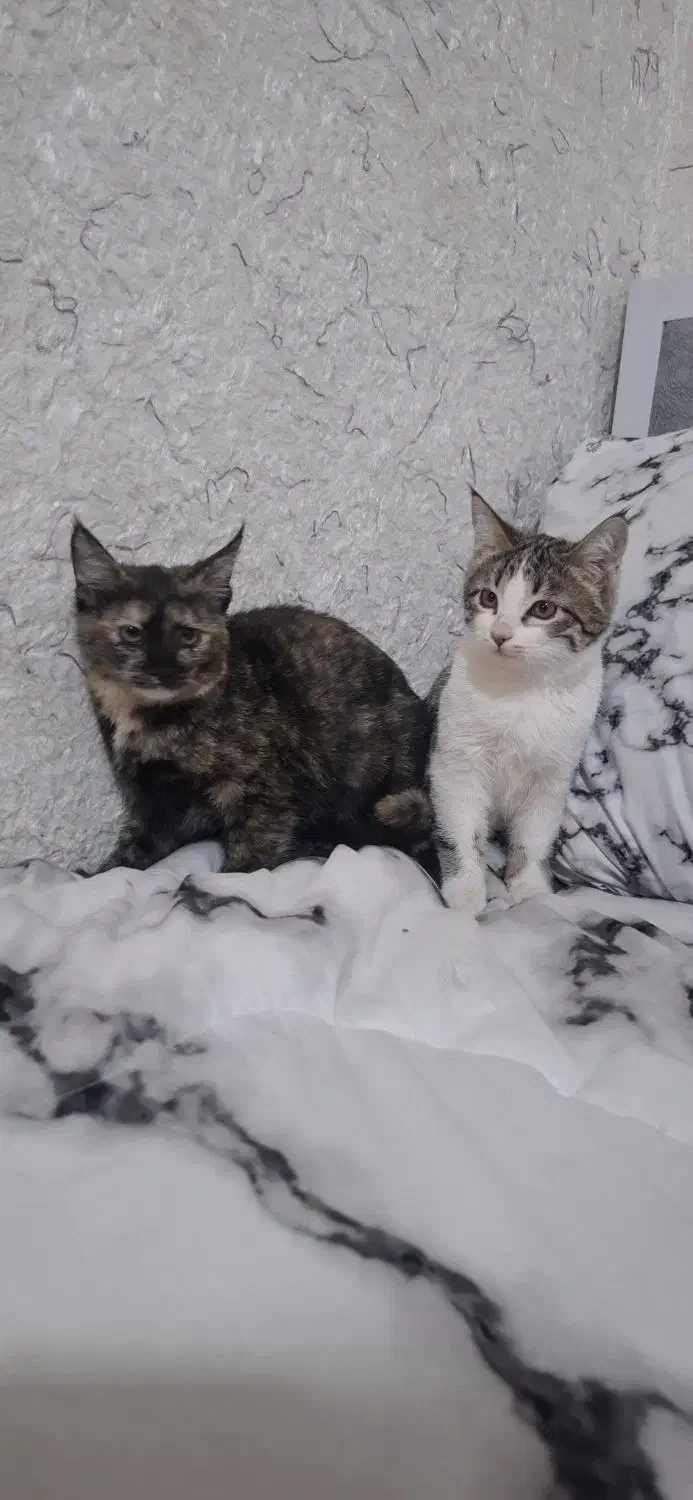 واگذاری گربه دوعدد|گربه|تربت‌حیدریه, ترمینال|دیوار