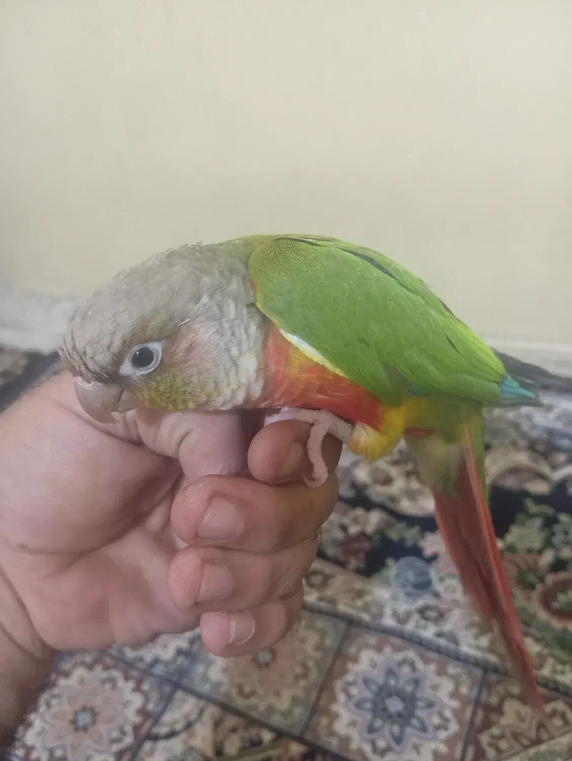 اصل گرینچیک رد|پرنده|برازجان, |دیوار