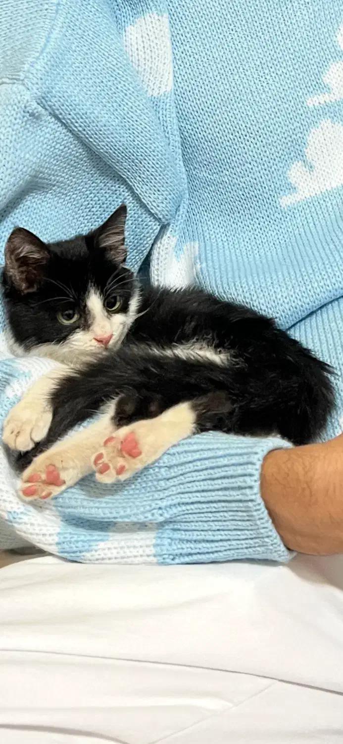 گربه|گربه|کرمان, |دیوار