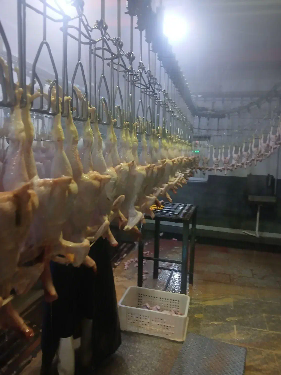 استخدام نیروی کشتارگاه درتوجان|استخدام صنعتی، فنی، مهندسی|میناب, |دیوار