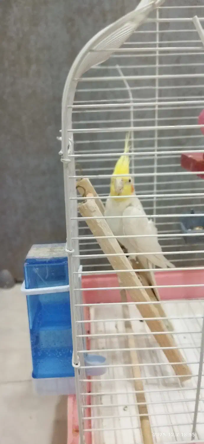 فروش عروس هلندی|پرنده|شیراز, رکنآباد|دیوار