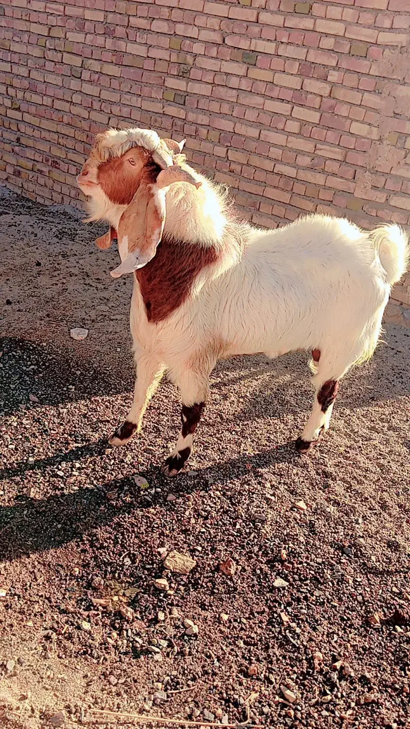 نربز۲سال|حیوانات مزرعه|تربت جام, جامرود|دیوار