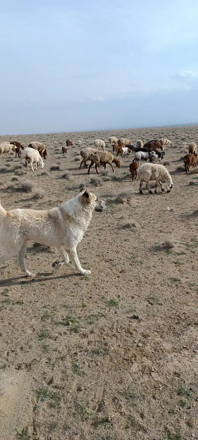 سگ سفید|سگ|تربت جام, جامرود|دیوار