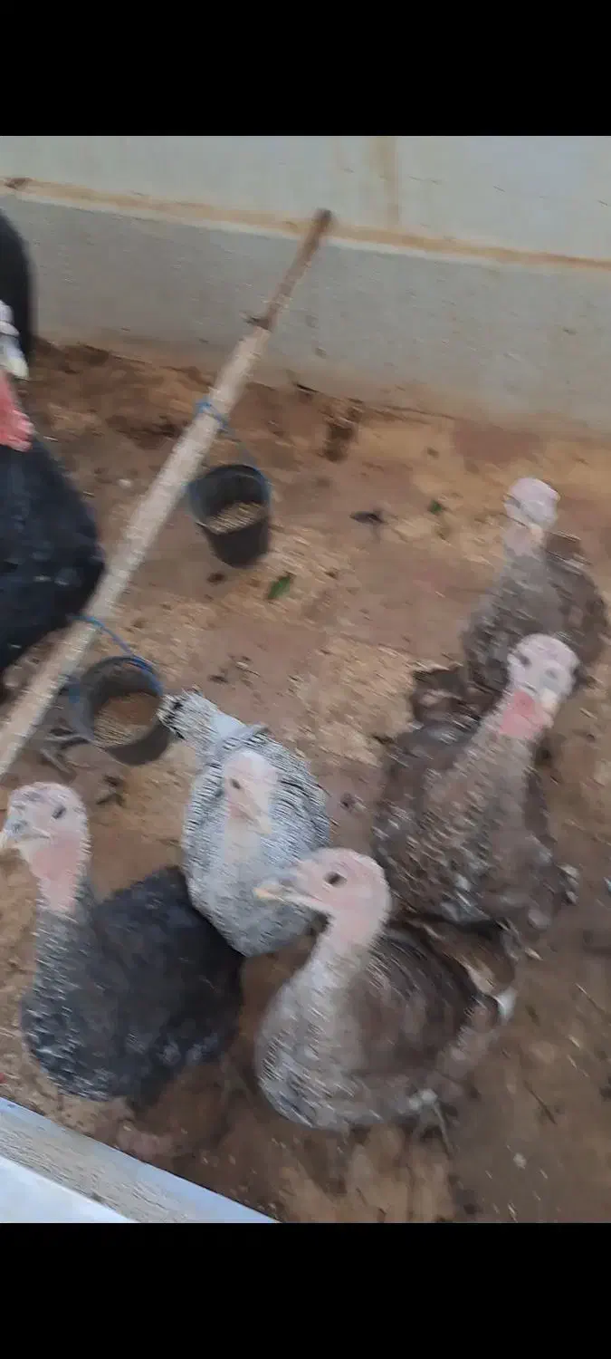 بوقلمون محلی|حیوانات مزرعه|صدرا-فارس, فاز ۱|دیوار