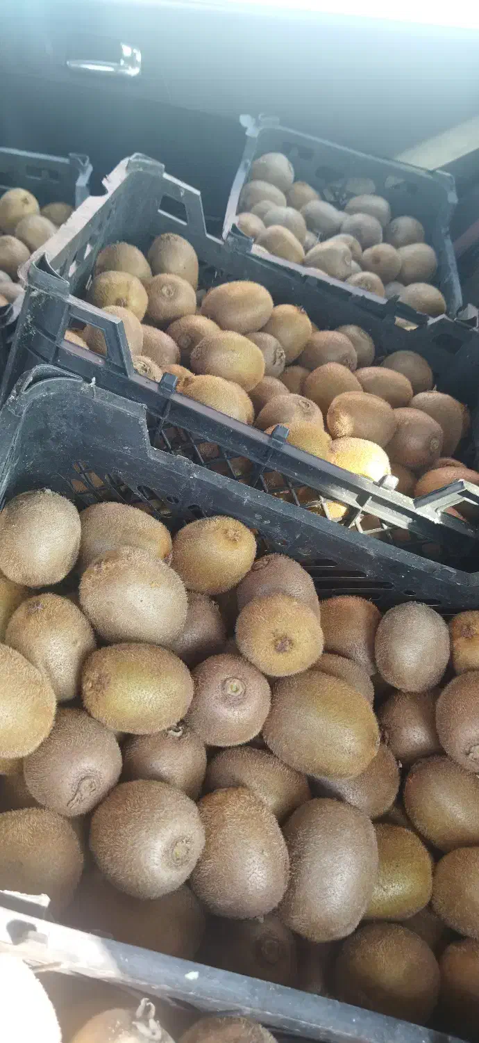 فروش کیوی ارگانیک(بدون سم و کود شیمیایی)|خدمات باغبانی و درختکاری|رشت, سعدی (تختی)|دیوار