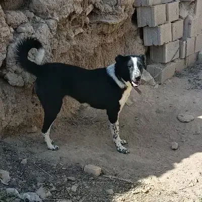 سگ گله ای|سگ|داران, |دیوار