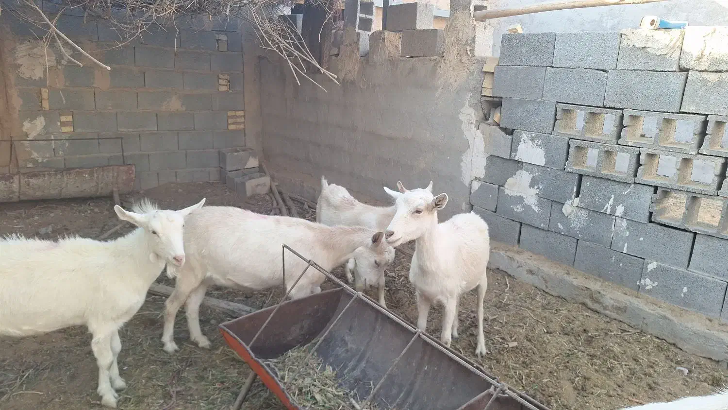 میش بز سانن گوسفند|حیوانات مزرعه|بهمن, |دیوار