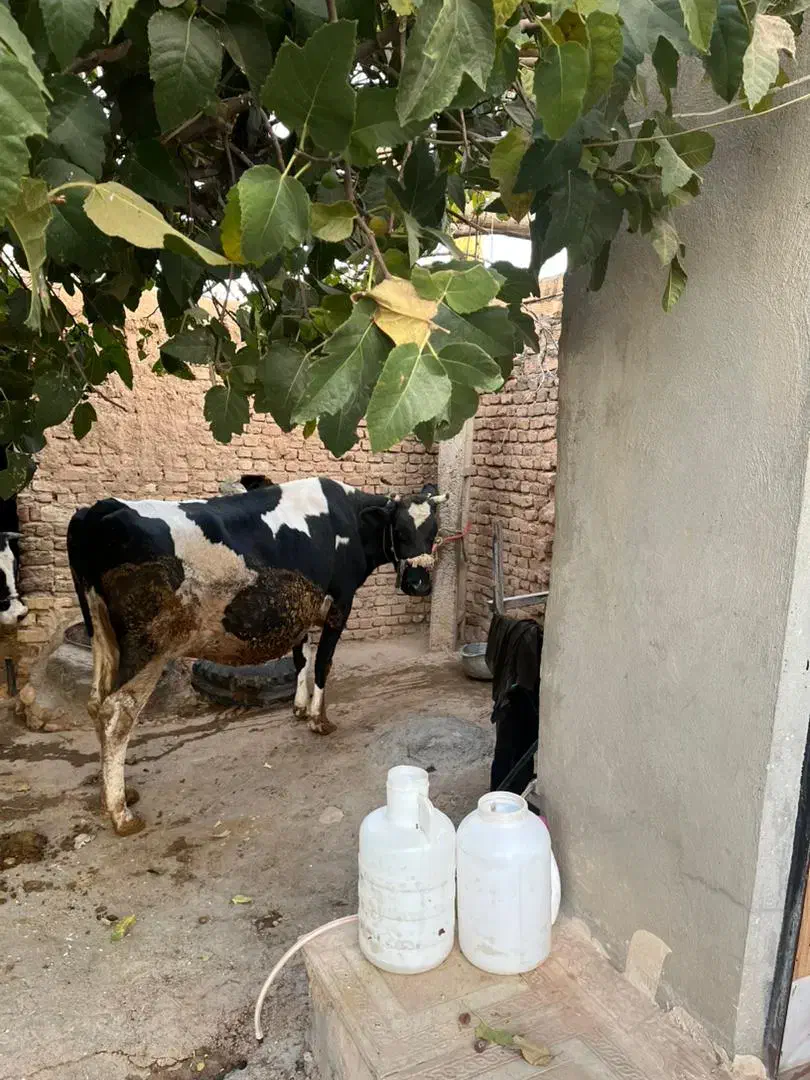 گاو ۸ماه آبستن سیمیتال|حیوانات مزرعه|کوهدشت, |دیوار