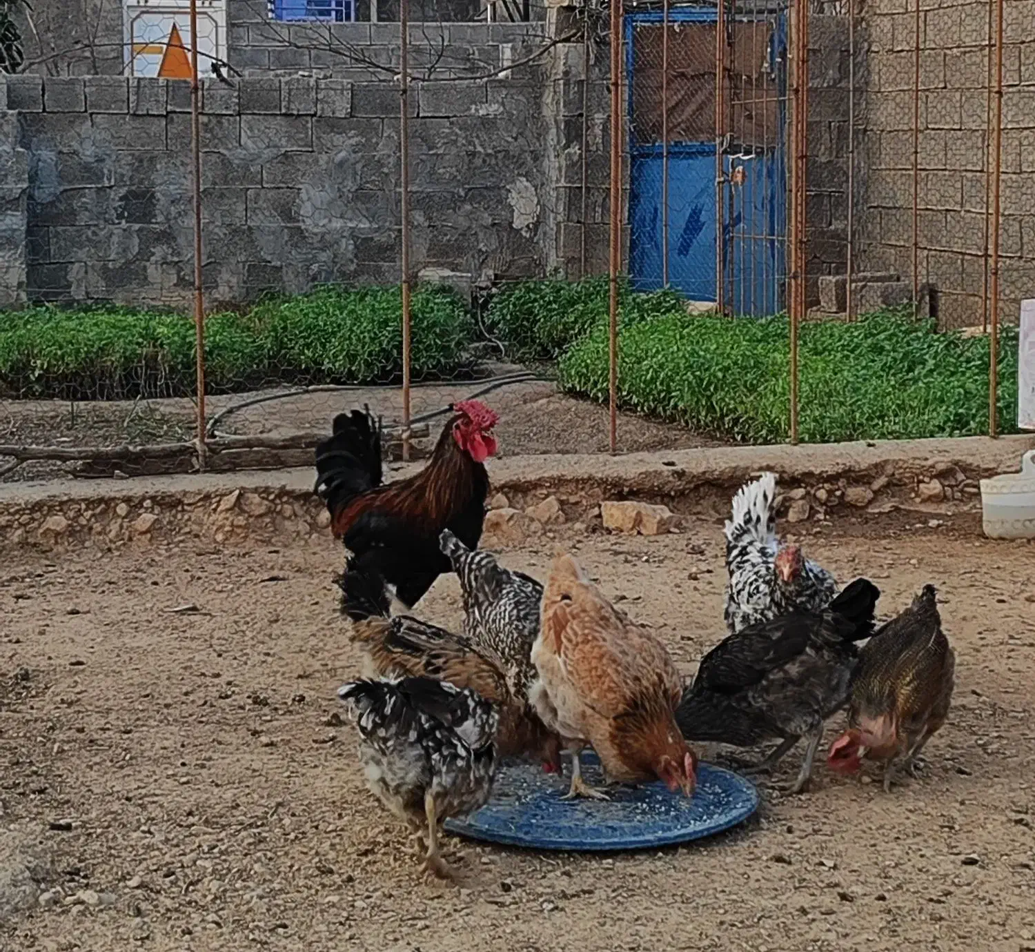 مرغ و خروس محلی|حیوانات مزرعه|لنده, |دیوار