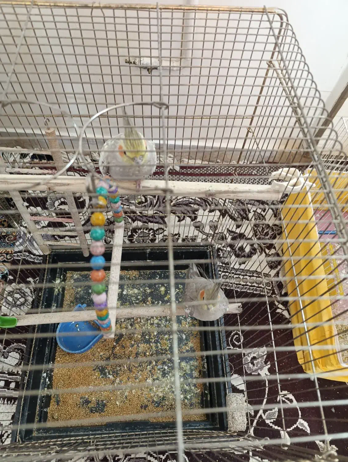 پرنده|پرنده|رضویه, |دیوار