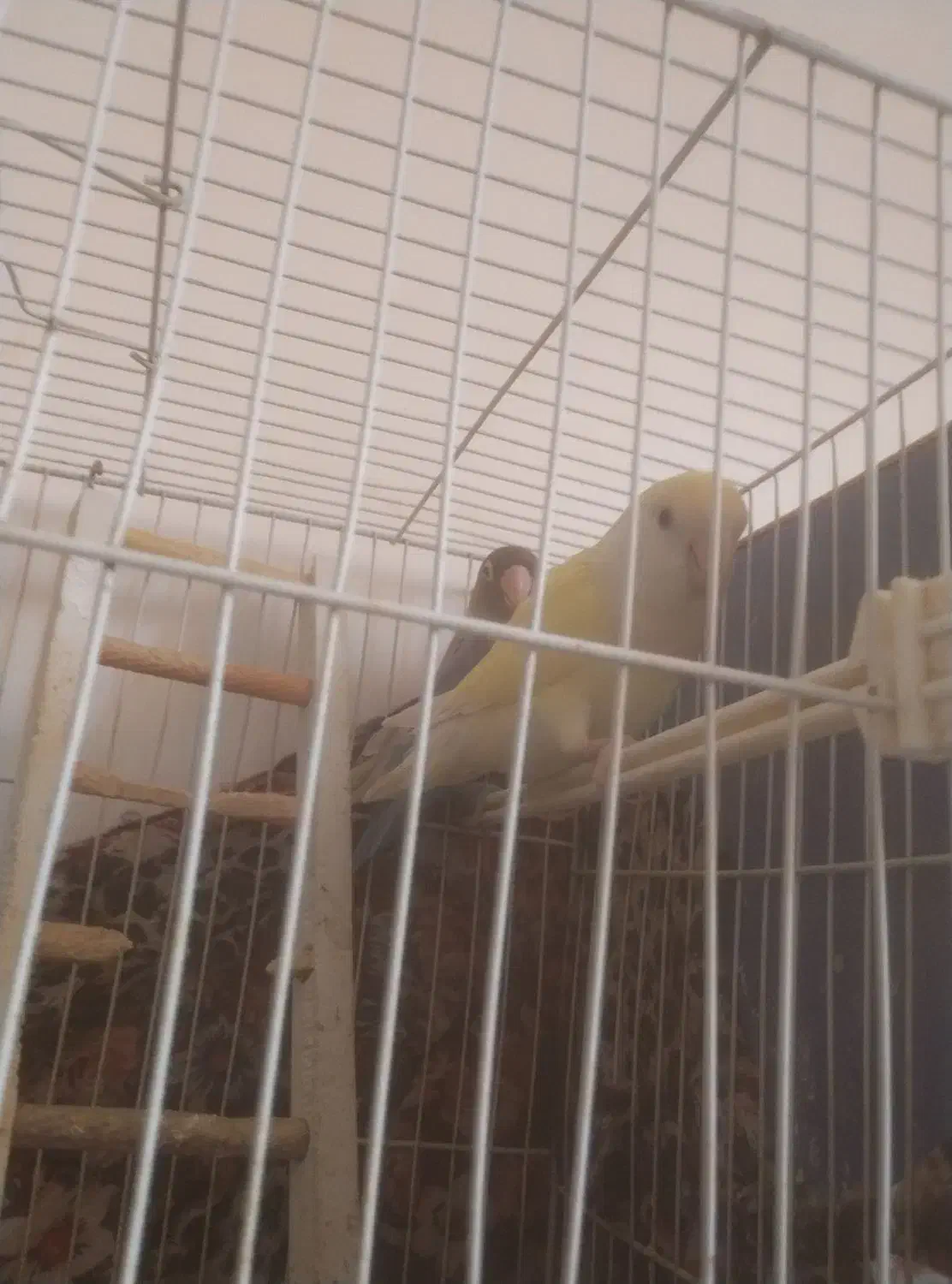 کوتوله|پرنده|مشهد, بهارستان|دیوار