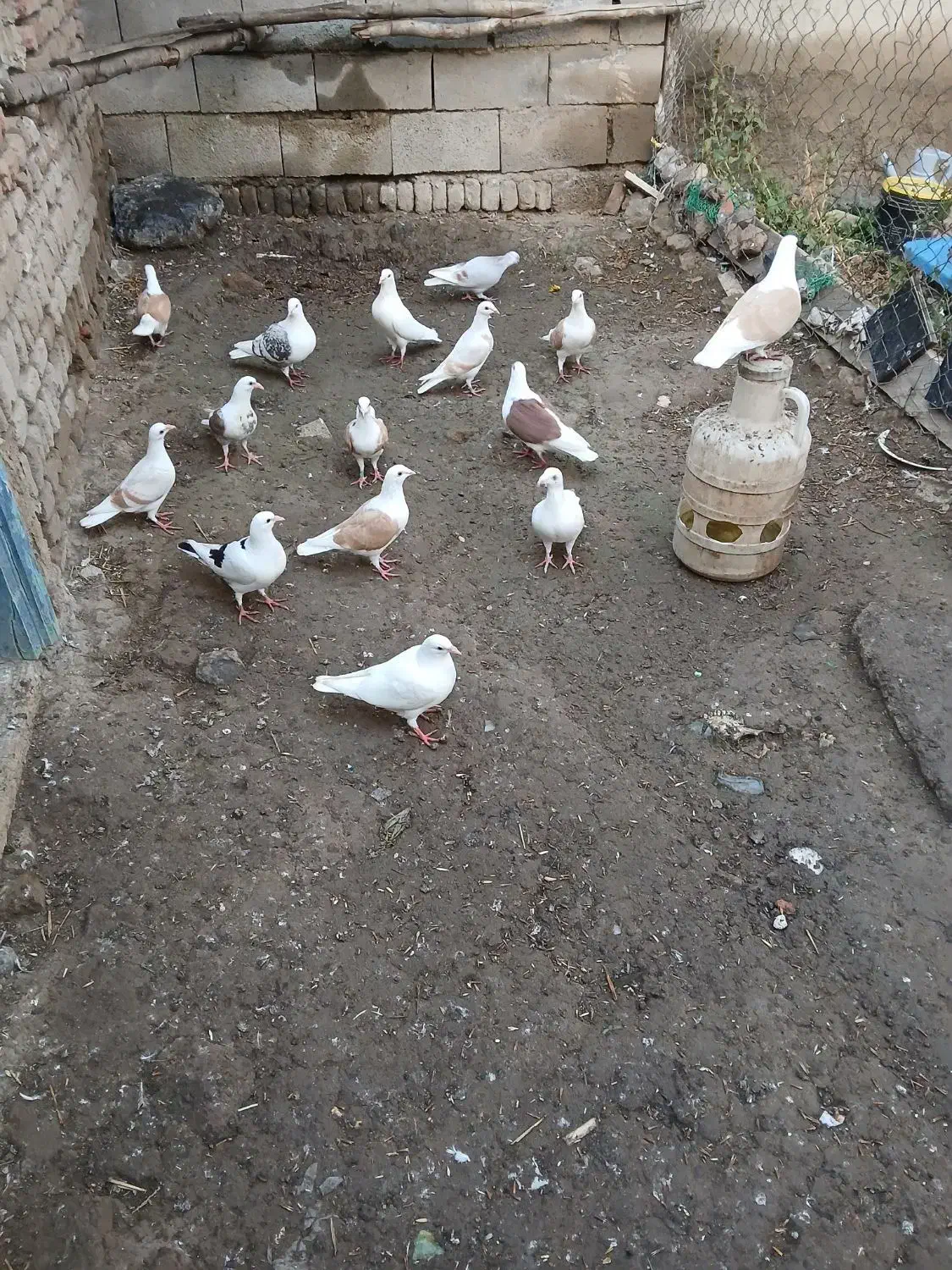 دوبرآلمانی|پرنده|فیروز, |دیوار