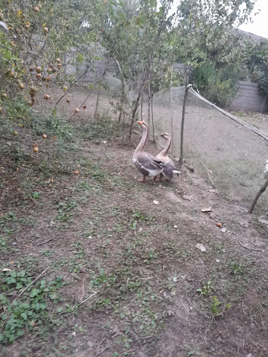 یک جفت قوغاز|حیوانات مزرعه|رودسر, |دیوار