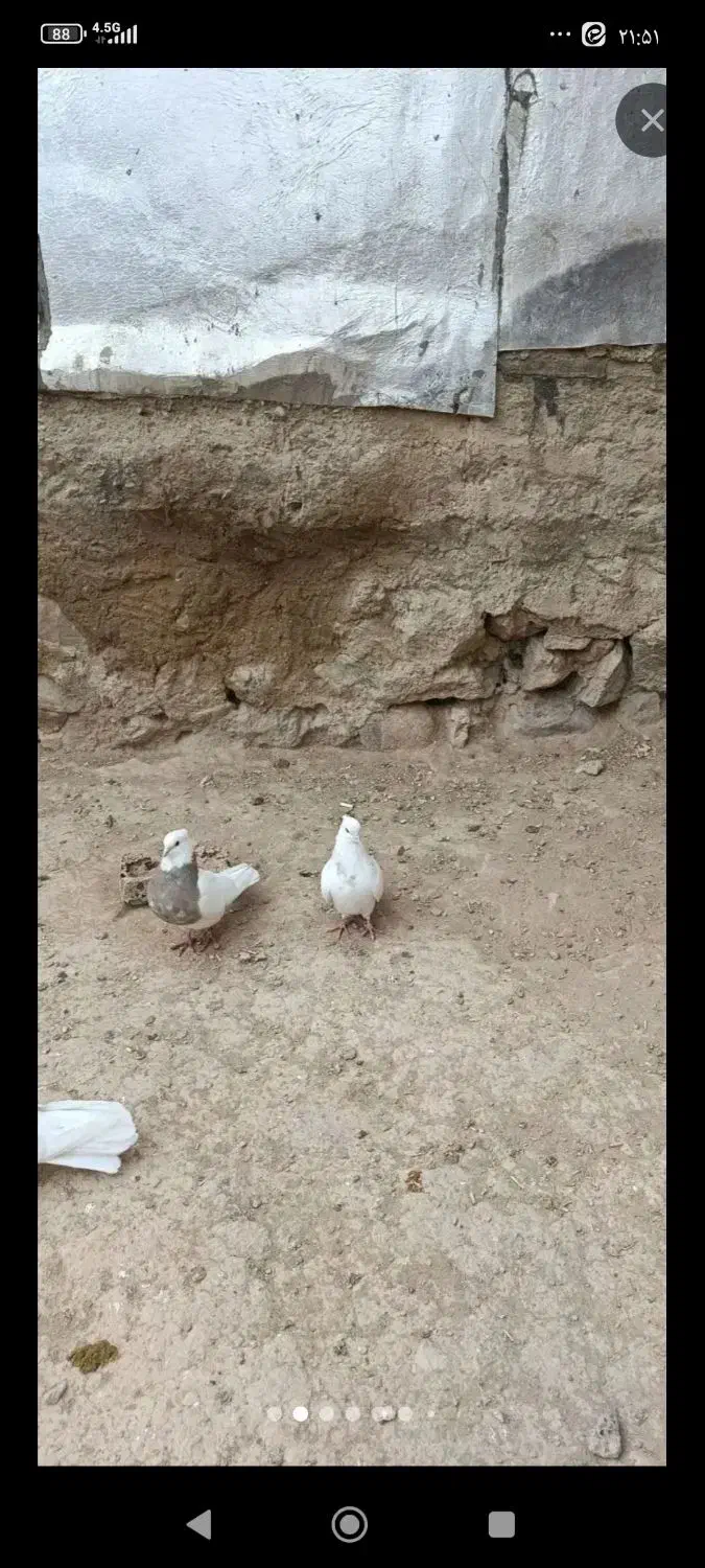 طوقی نر|پرنده|اصفهان, میرعماد|دیوار