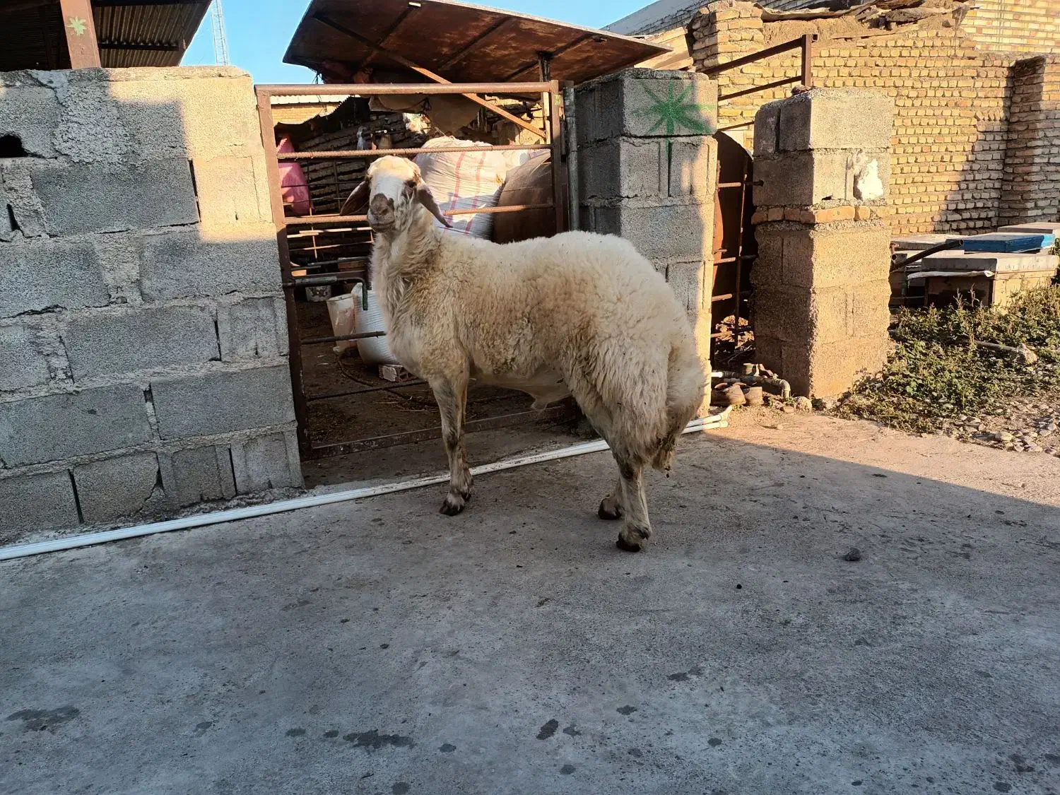 بره قوچ|حیوانات مزرعه|فاضل آباد, |دیوار