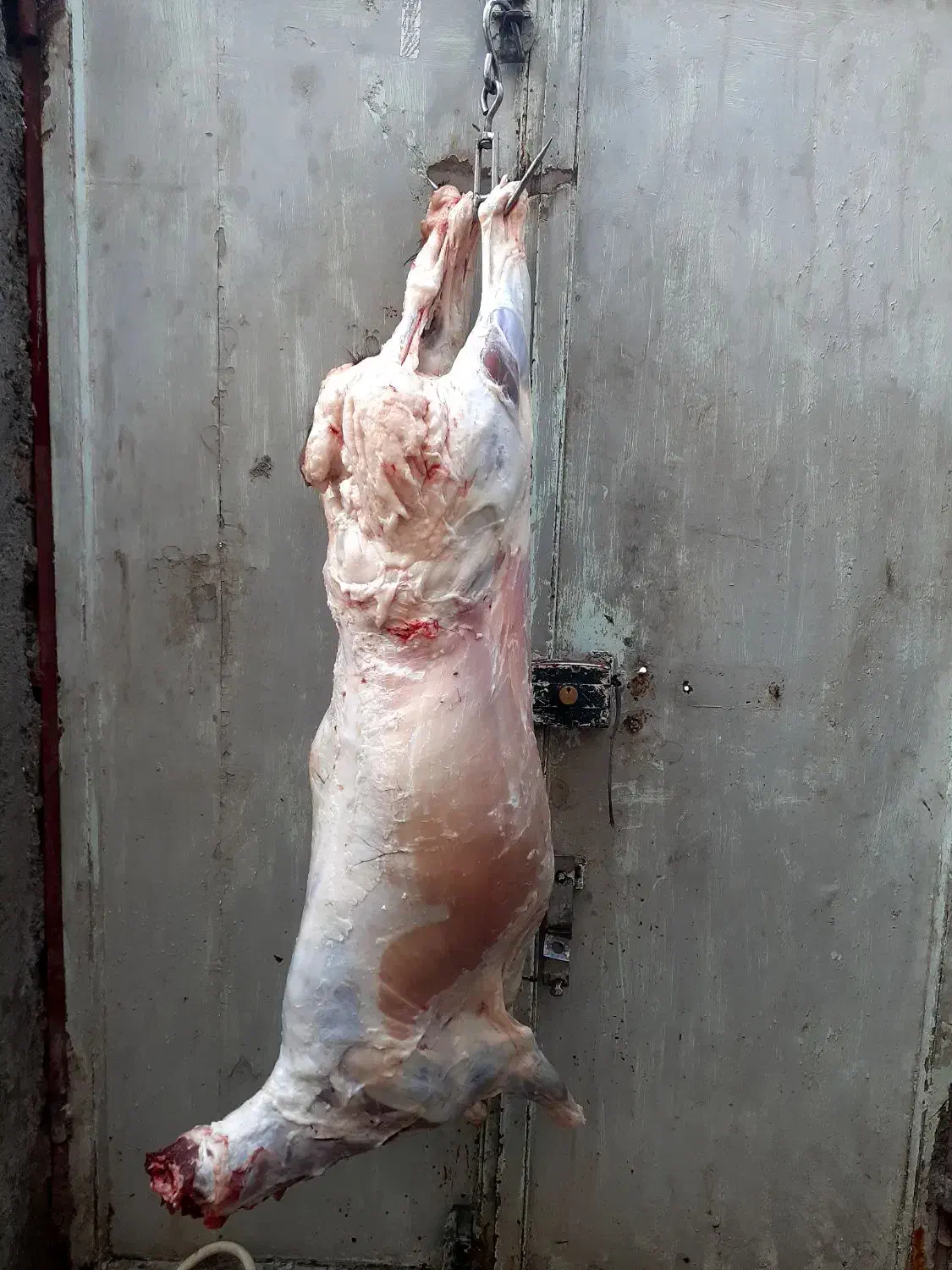 انواع گوسفند چاق کشتاری|حیوانات مزرعه|بروجرد, |دیوار