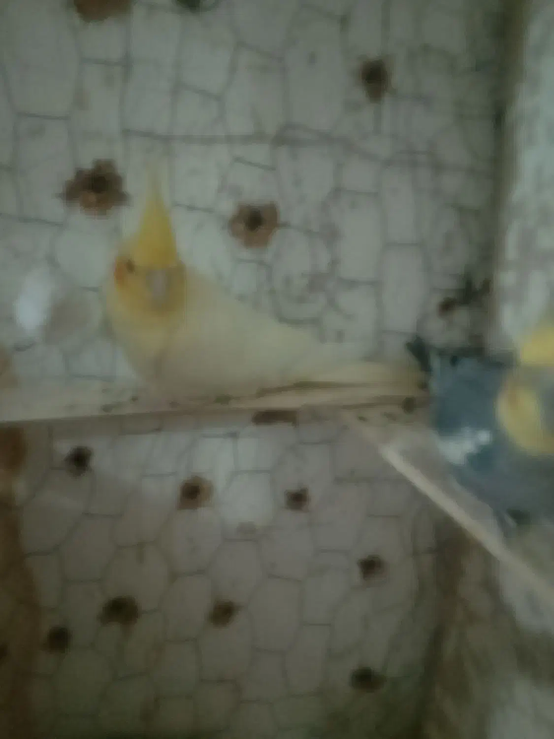 عروس هلندی|پرنده|نیمروز, |دیوار