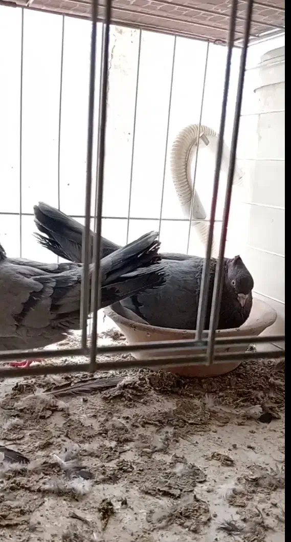 نر و ماده سبز ابادانی|پرنده|شهرضا, |دیوار