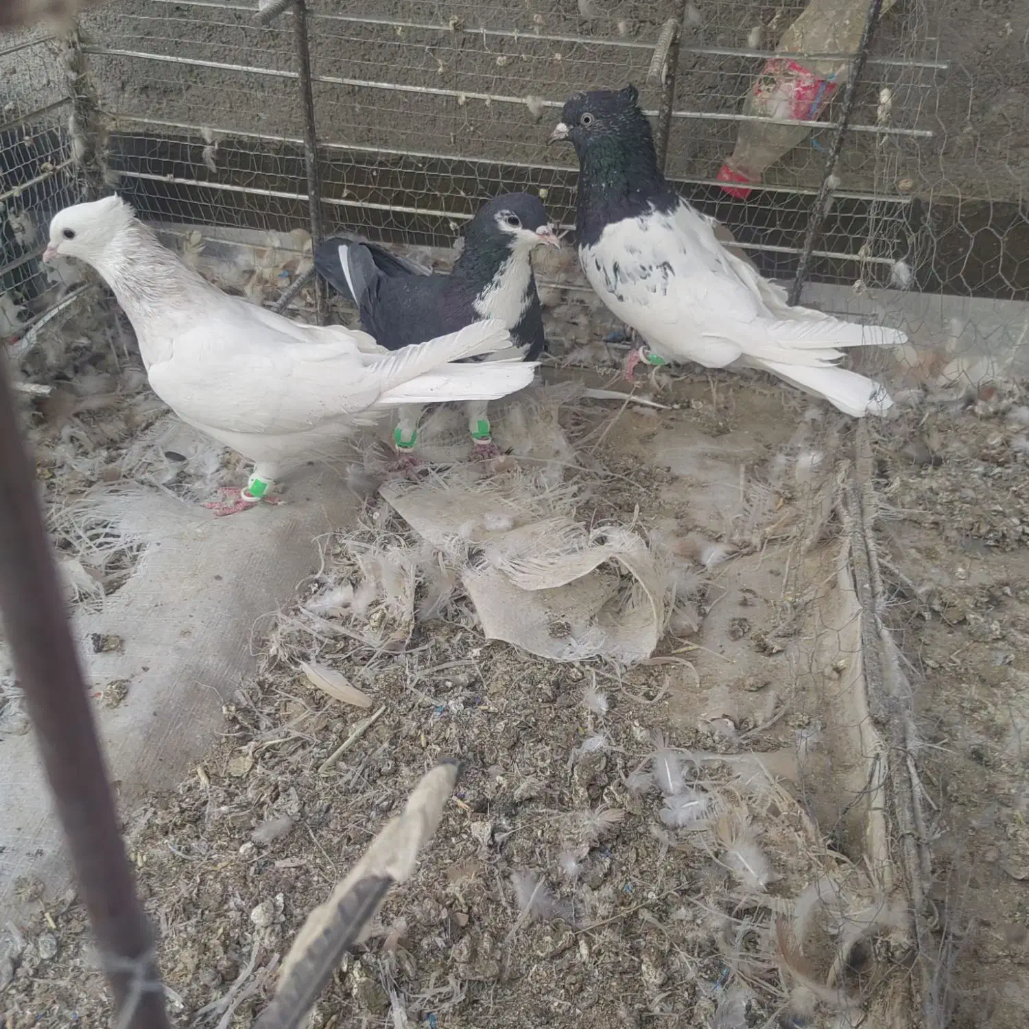 3تا ماده رنگی هوای ب شرط|پرنده|ملکآباد, |دیوار