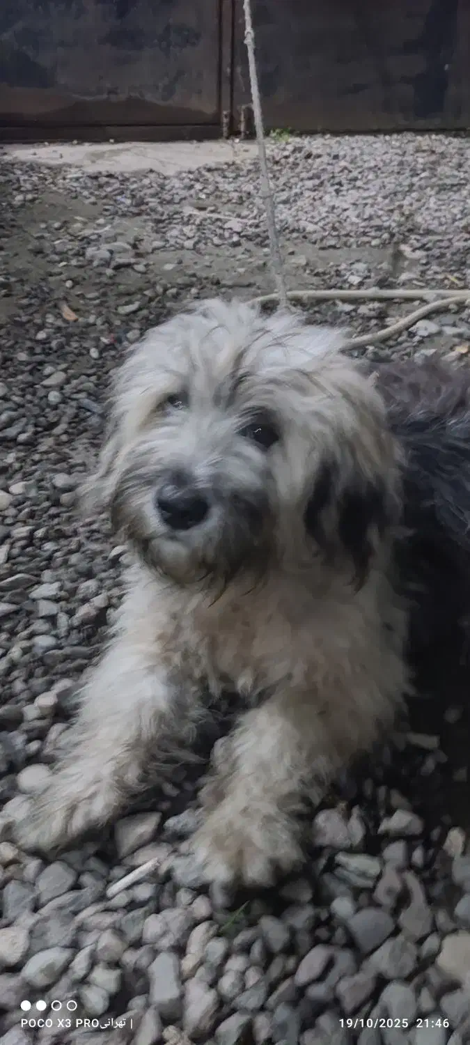 واگذاری توله سگ شینزو|سگ|صومعه‌سرا, |دیوار