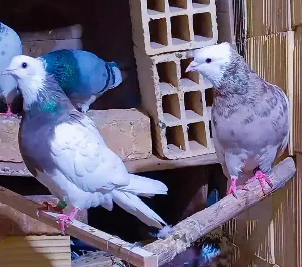 کفتر طوقی خالدار عتیقه|پرنده|سیرجان, |دیوار