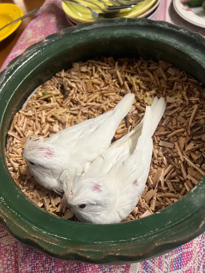 عروس هلندی جوجه|پرنده|کرج, آق تپه|دیوار