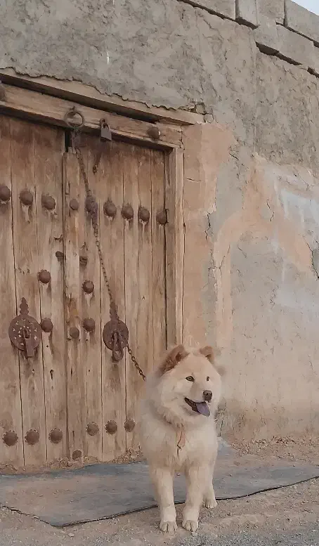 سگ چاو چاو|سگ|اصفهان, مارچین|دیوار