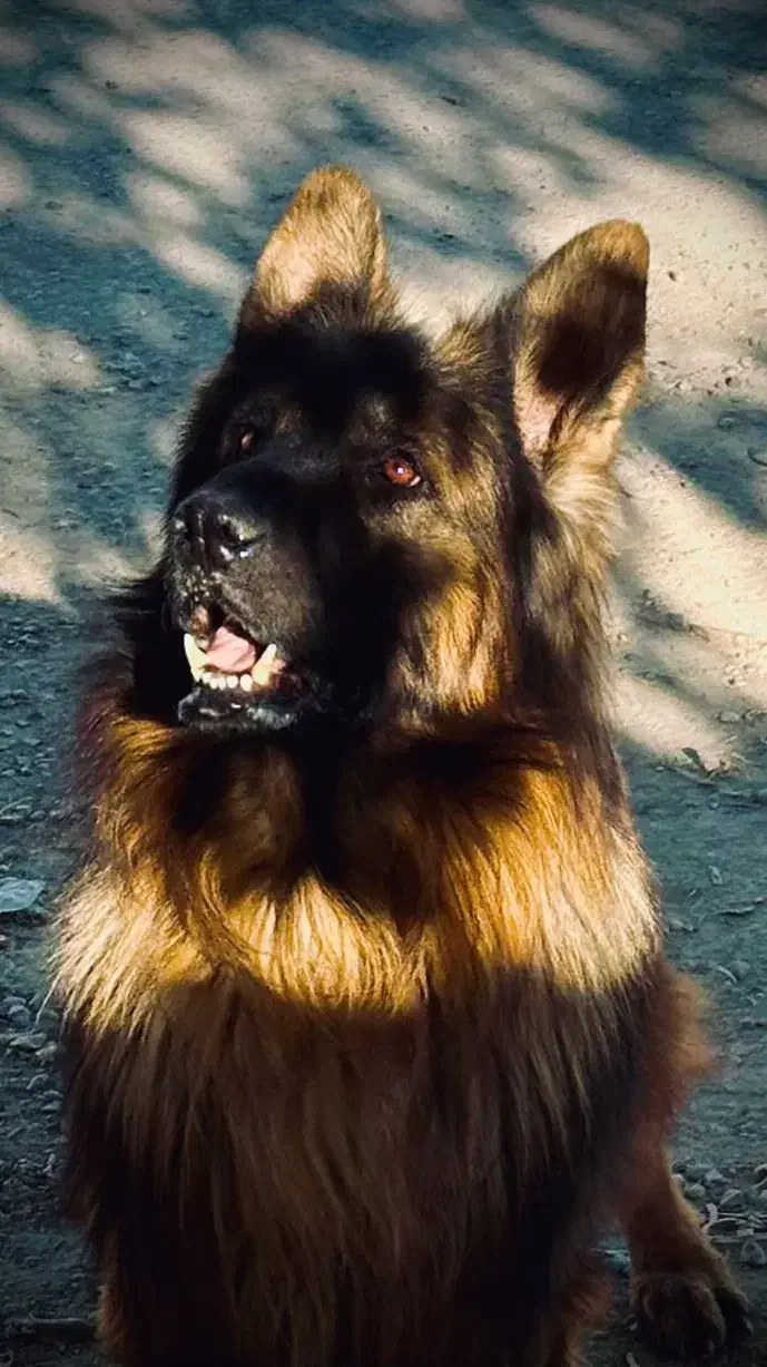 ژرمن شپرد شولاین نر|سگ|نورآباد ممسنی, |دیوار