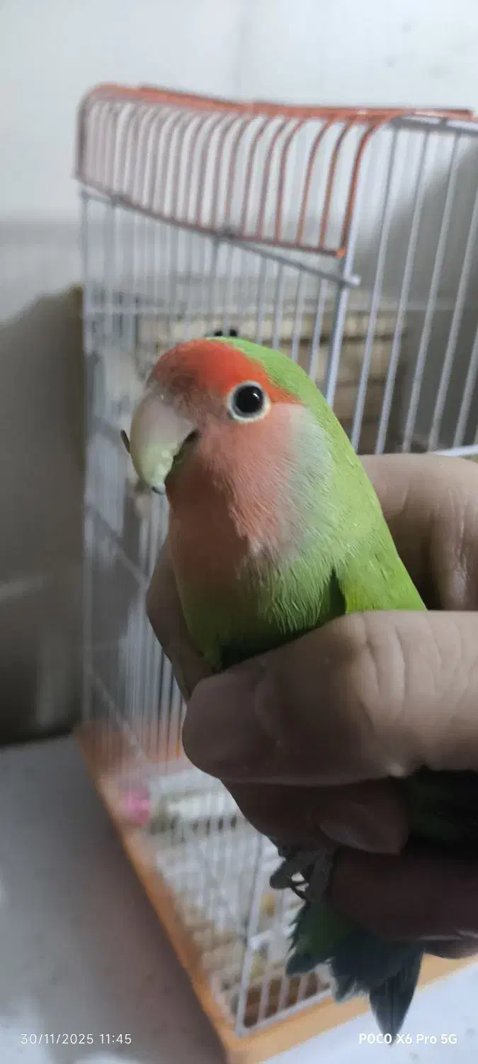 طوطی برزیلی ماده|پرنده|صفادشت, |دیوار