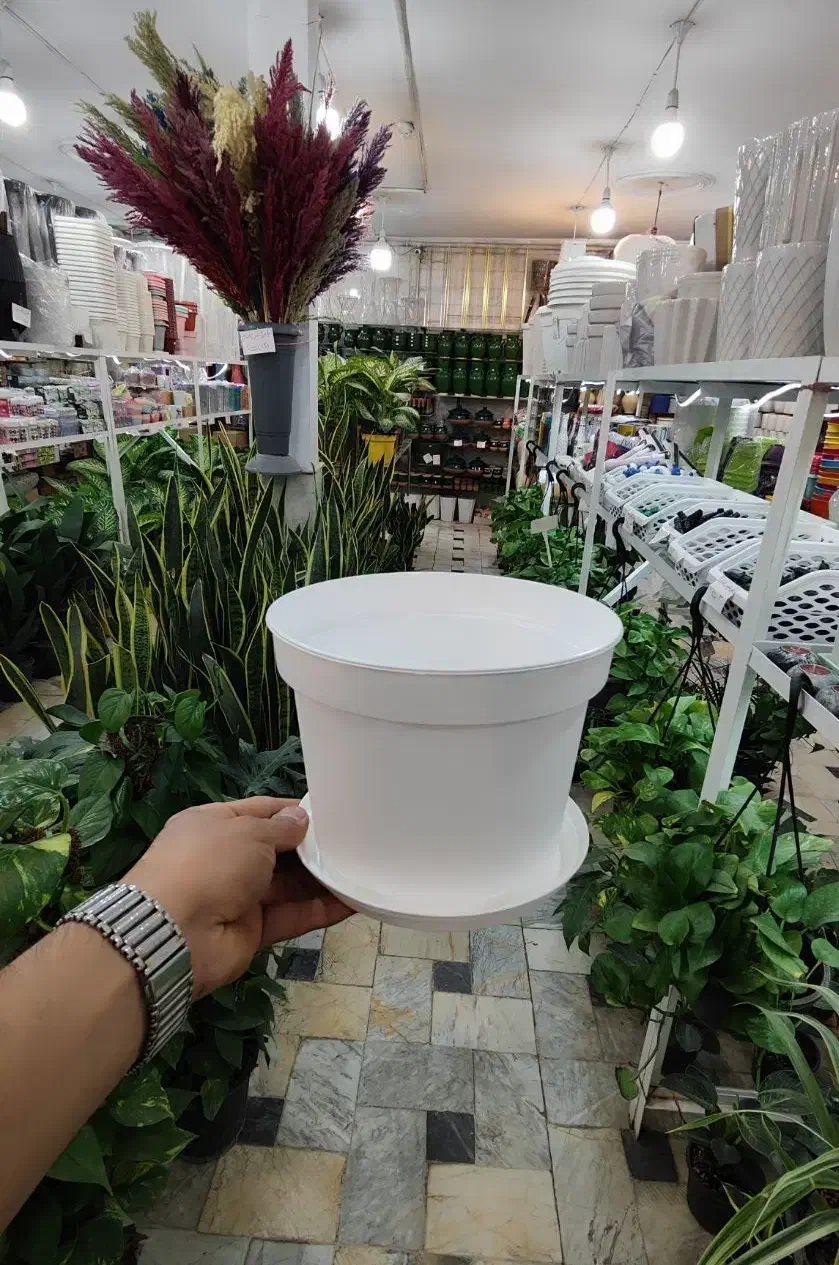 گلدان پاچیرا پلاستیک ژله ای پتوس سانسوریا خاک ورمی|گل و گیاه طبیعی|قم, ولیعصر|دیوار