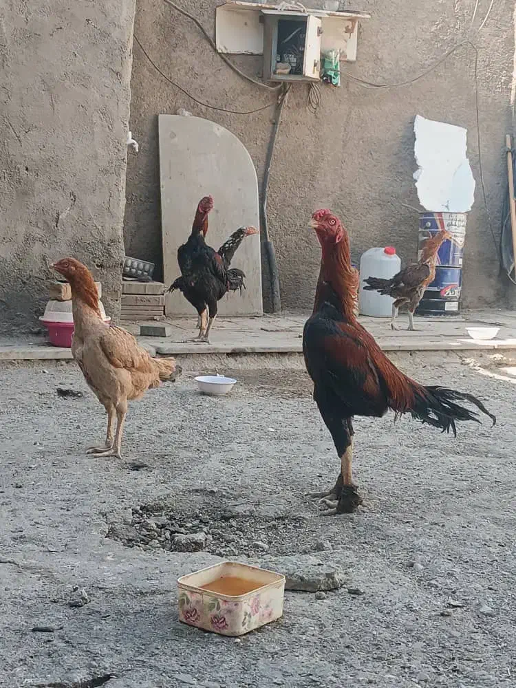 پرنده|حیوانات مزرعه|رباطکریم, آدران|دیوار