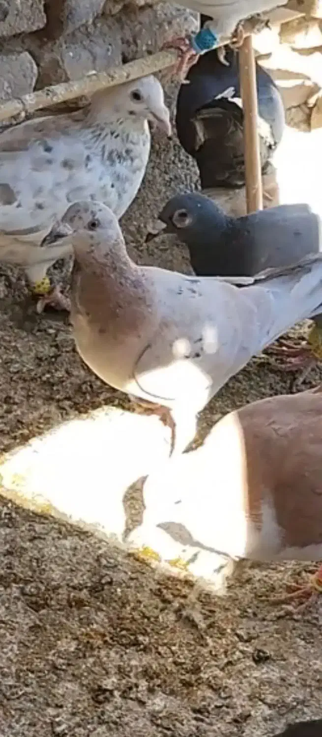 خطی|پرنده|قزوین, |دیوار