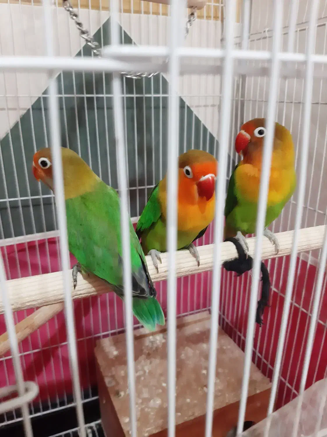 برزیلی جفت و تک|پرنده|اقبالیه, |دیوار