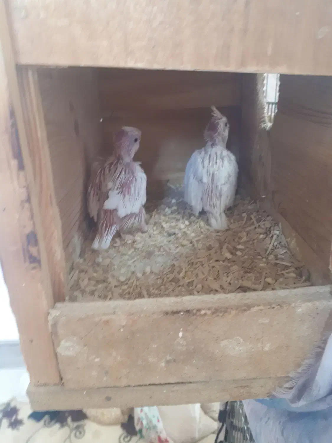 جفت عروس هلندی مولد|پرنده|دهق, |دیوار