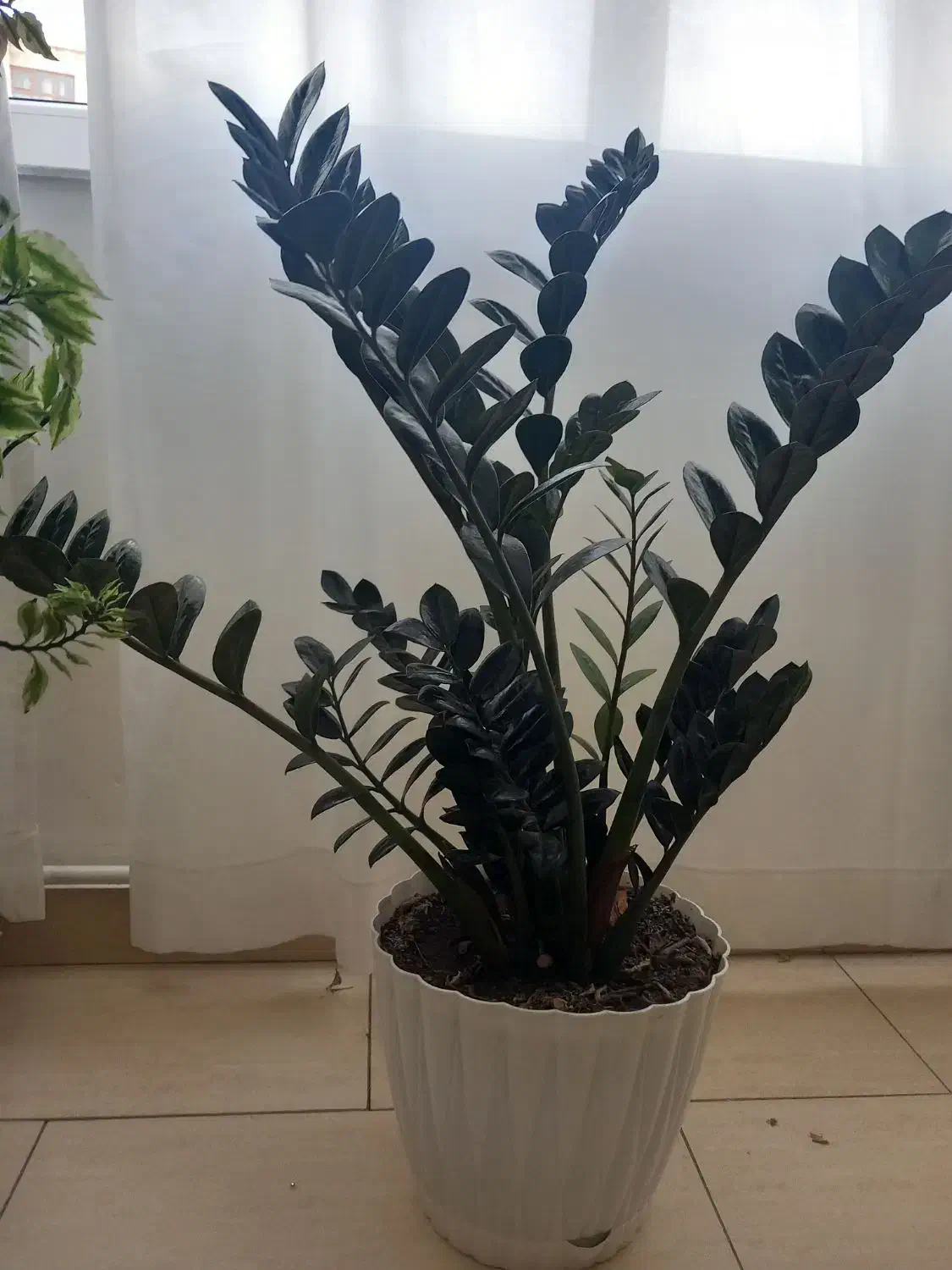 گل زاموفیلا|گل و گیاه طبیعی|تبریز, |دیوار