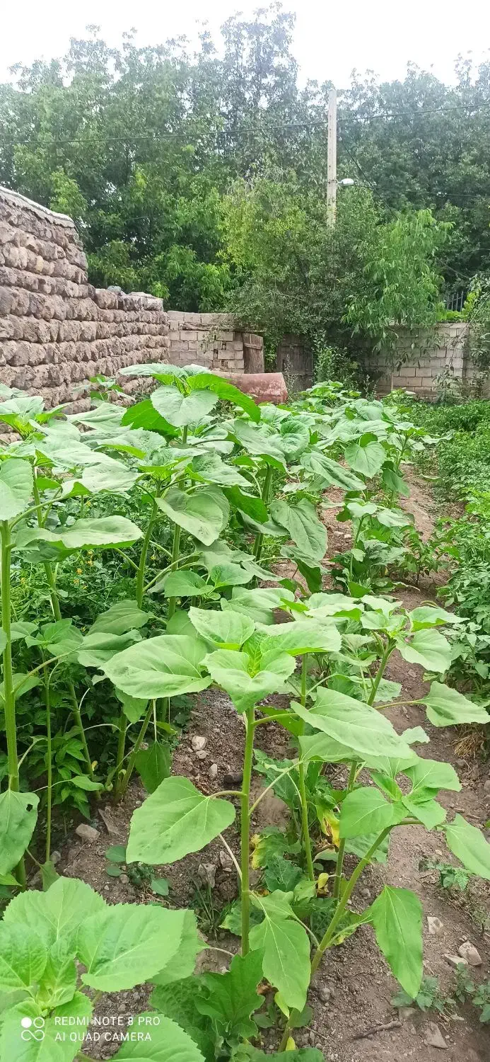 زمین مسکونی ۳۴۰مترروستای احمدآباد|فروش زمین و ملک کلنگی|مشگین شهر, |دیوار