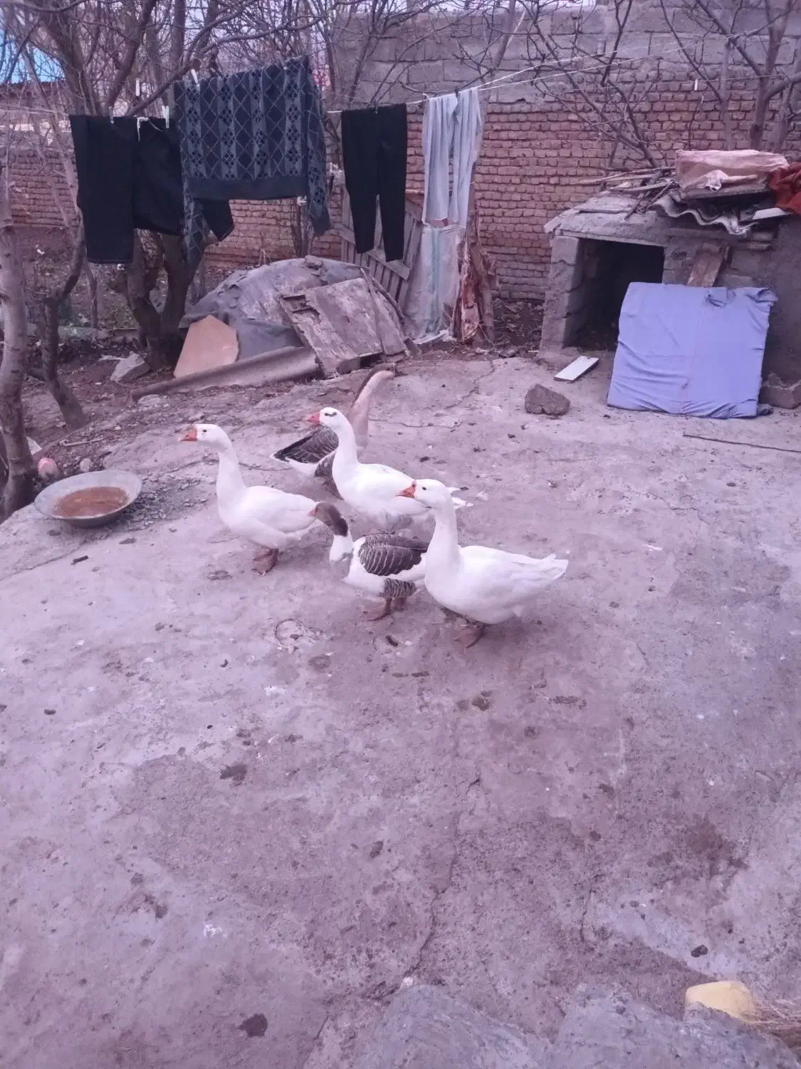 قوغاز|پرنده|ویلکیج, |دیوار