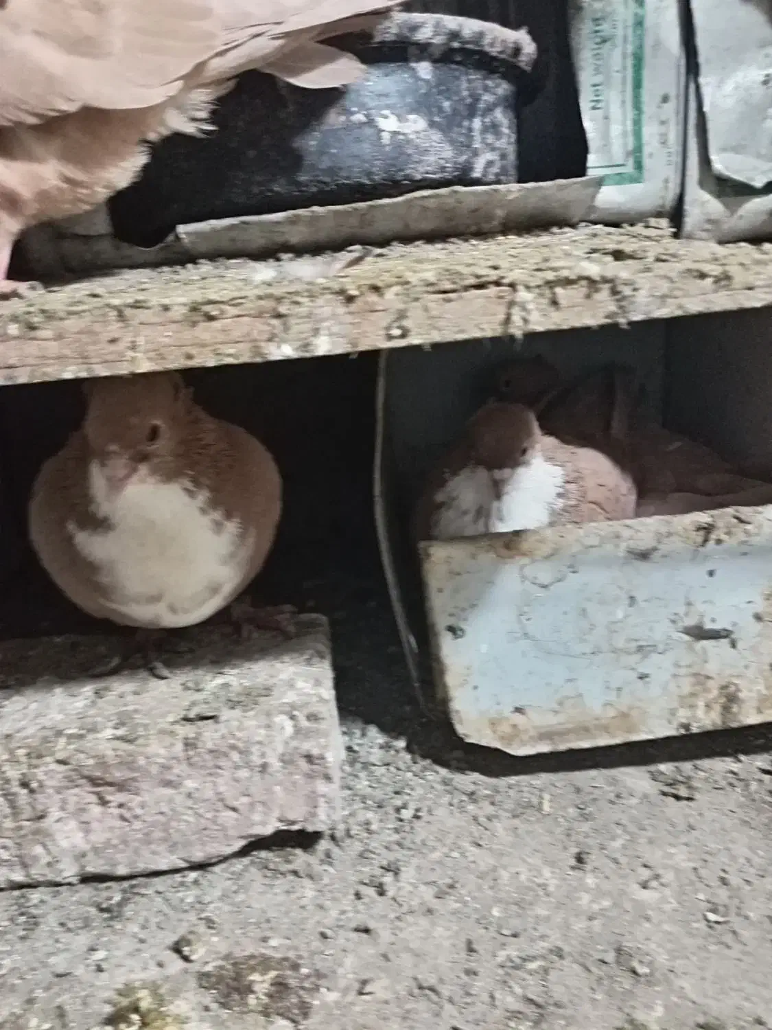 کفتر رسمی زرد گلی رسمی کلاهی 22جفت نرماده عروسک|پرنده|کرمان, |دیوار