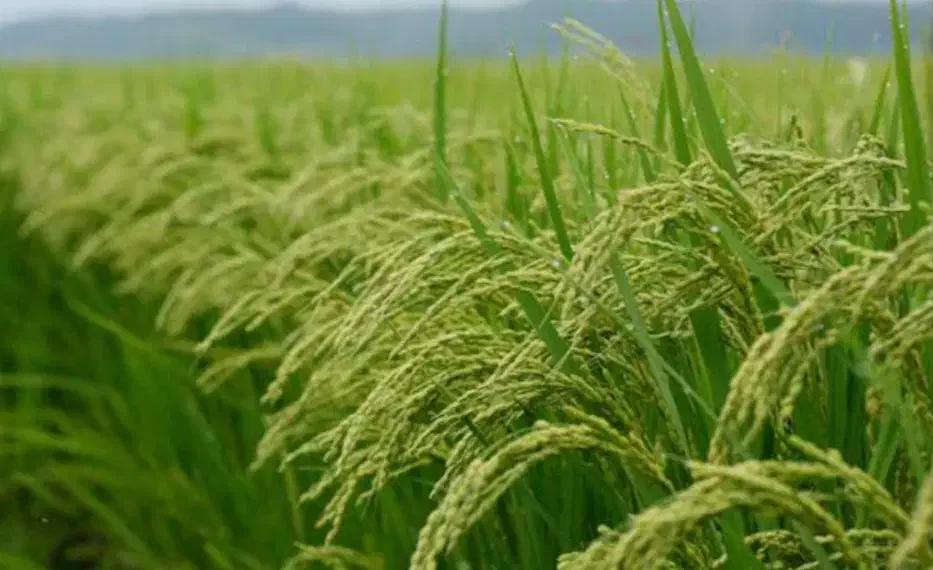 چهار هکتار زمین کشاورزی|فروش دفتر صنعتی، کشاورزی، تجاری|گنبد کاووس, |دیوار