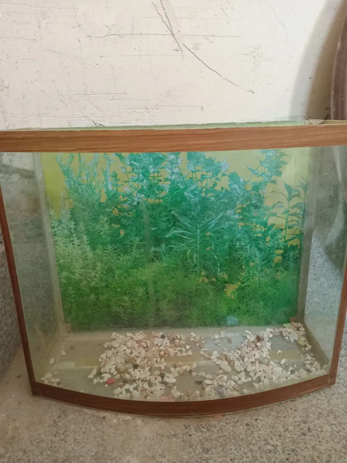 آکواریوم|ماهی|مراغه, |دیوار