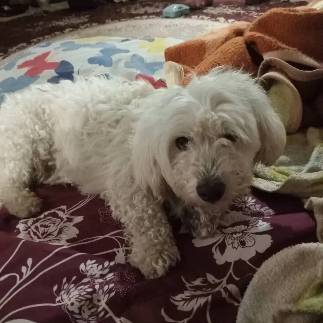 سگ نره دوساله برای نگه جای نگه دارشوندارم|سگ|مشگین شهر, |دیوار