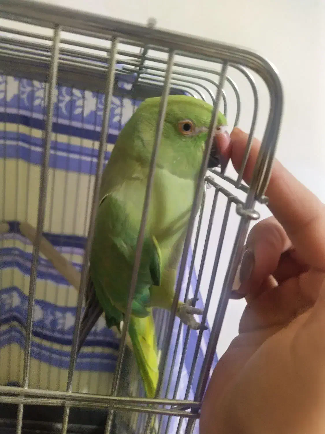 طوطی ملنگو|پرنده|فردیس, شهرک گلها|دیوار